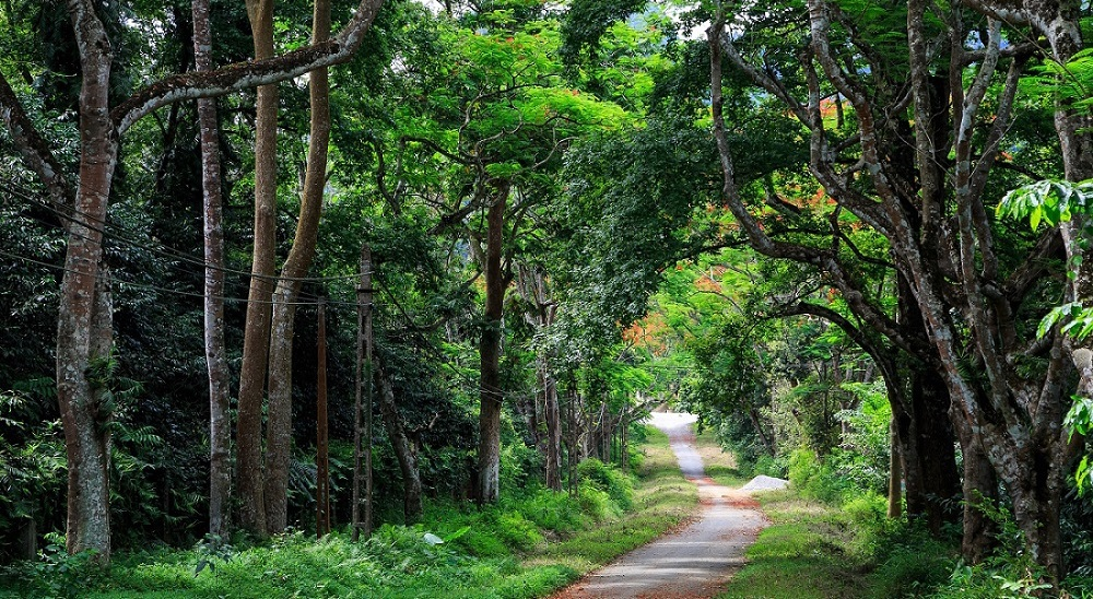 Khung cảnh thiên nhiên hoang sơ tại vườn Quốc gia Cúc Phương