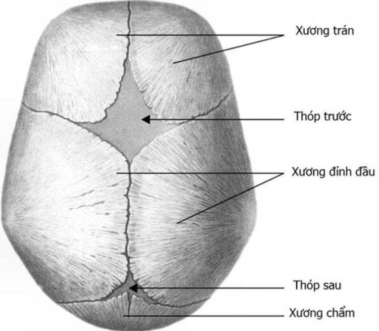 Cấu trúc xương sọ của trẻ sơ sinh