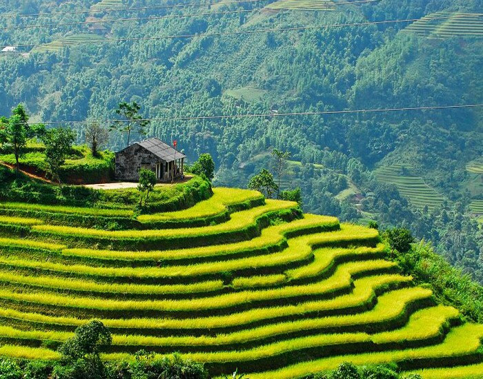 ruộng bậc thang sapa nhìn từ xa