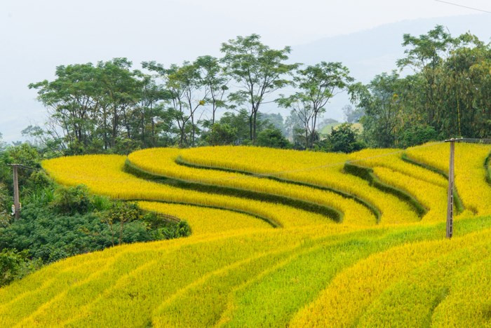 Hồng Thái mùa lúa chín