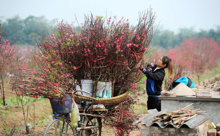 Bạn có thể thả vào lọ hoa vài viên B1 để có thêm dinh dưỡng nuôi hoa.