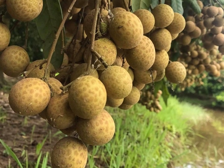 Chọn nguyên liệu làm long nhãn