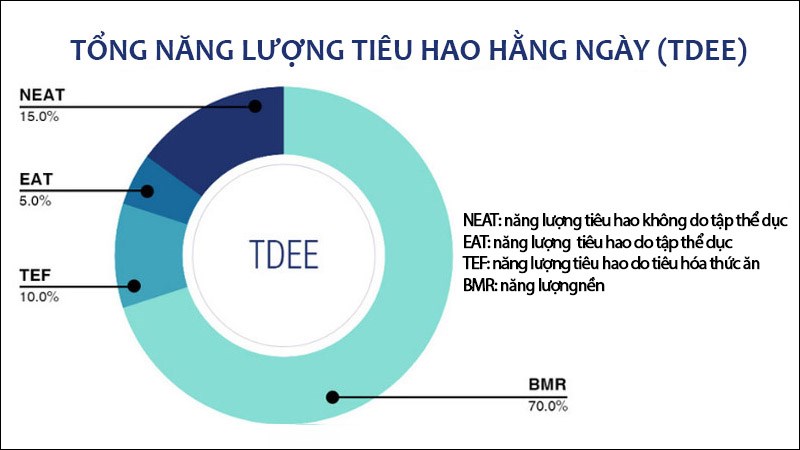 TDEE là tổng lượng calo cơ thể tiêu hao mỗi ngày