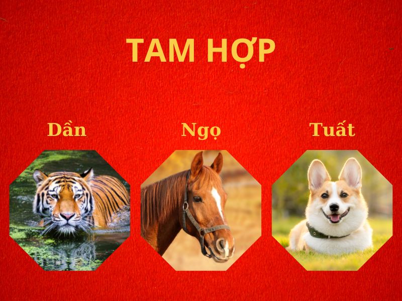 Tam hợp Dần - Ngọ - Tuất