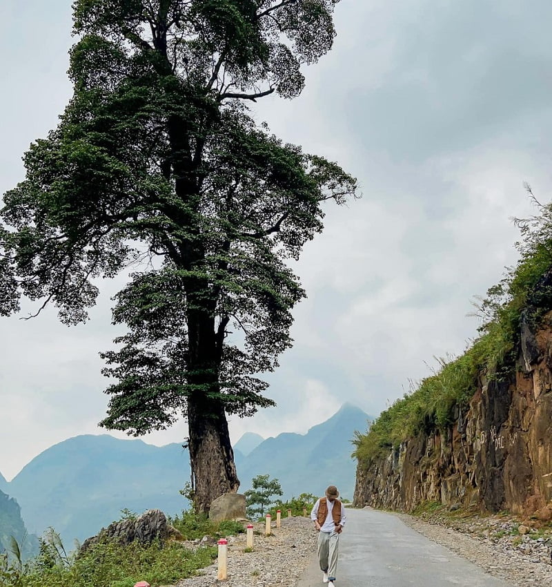 Cây cô đơn Hà Giang