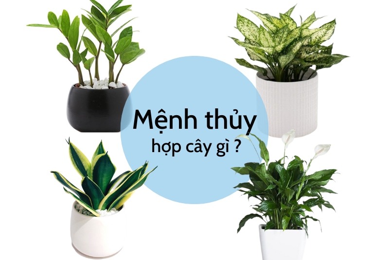 mệnh thủy hợp cây gì