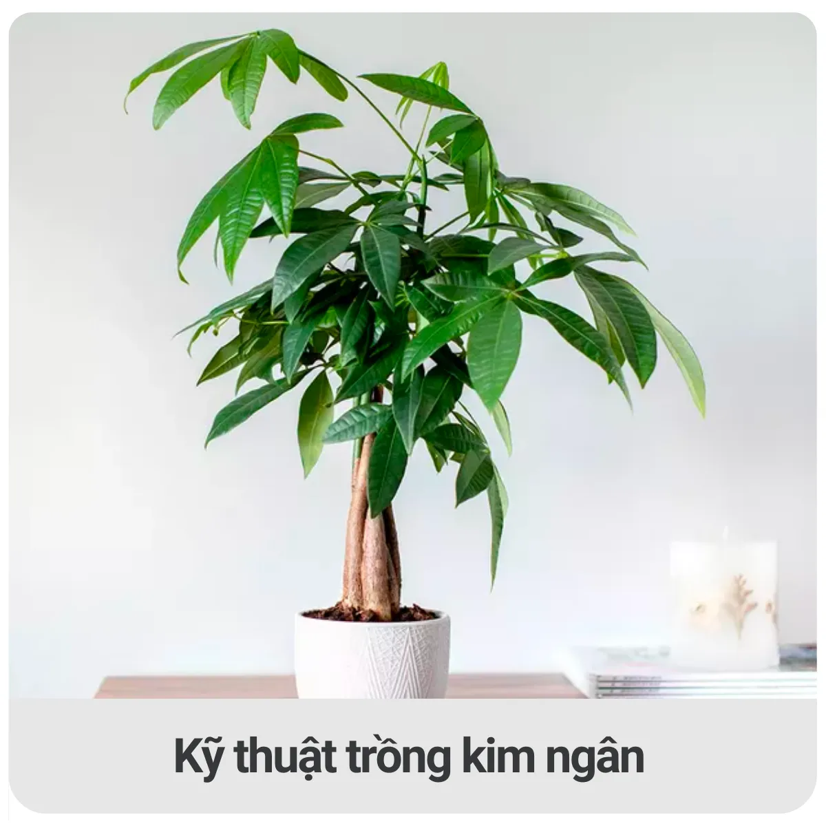 Kỹ thuật trồng cây kim ngân