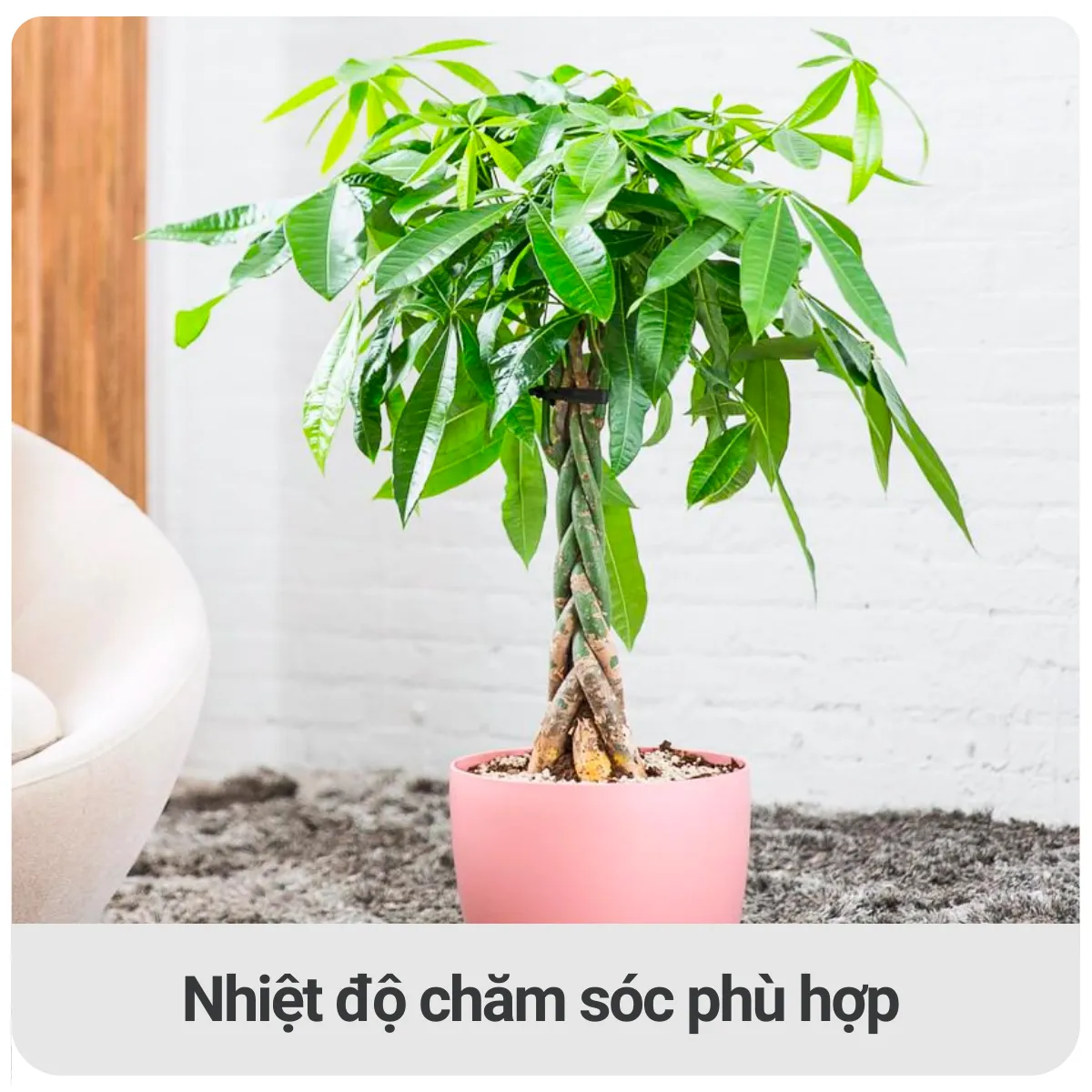 Nhiệt độ thích hợp để chăm sóc kim ngân