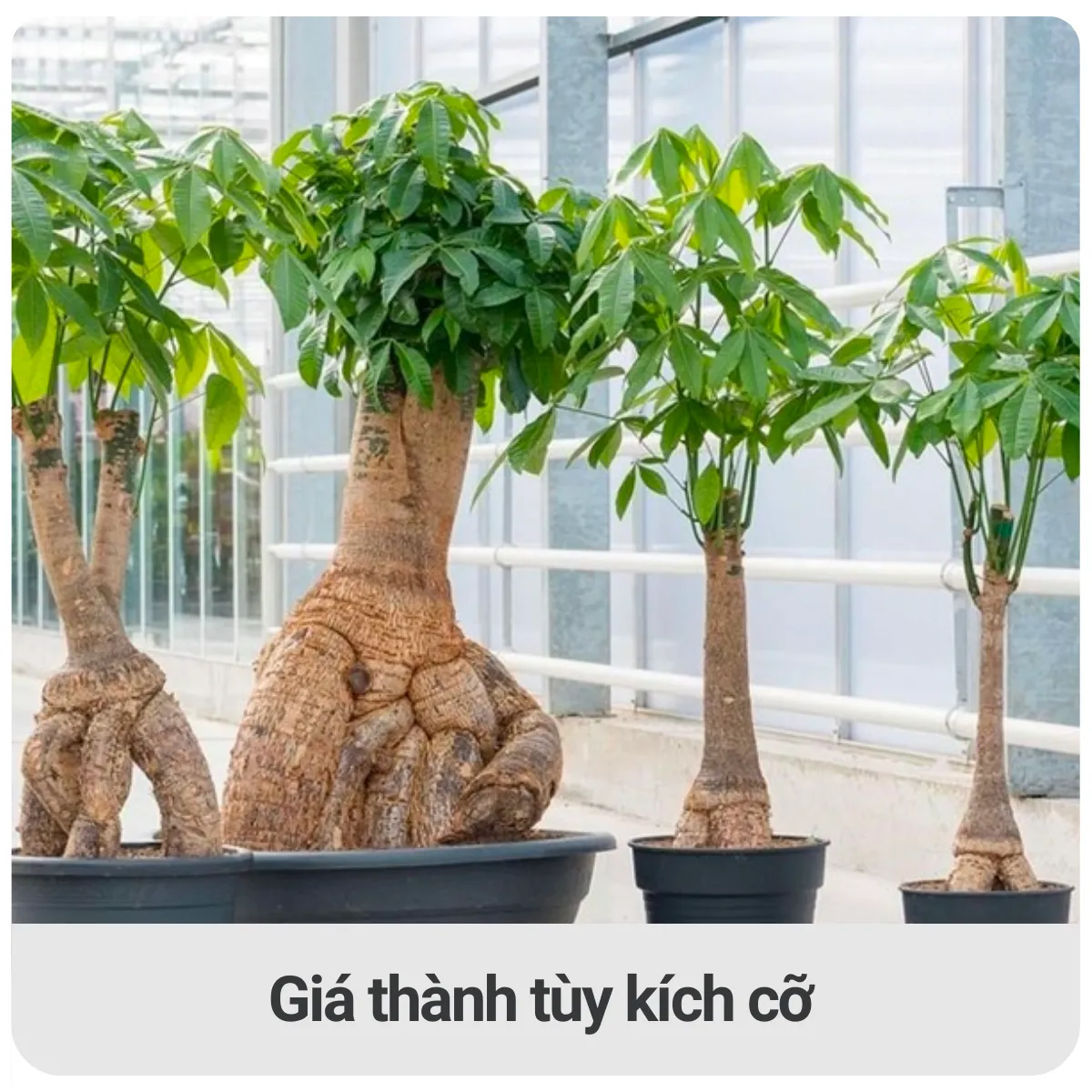 Giá thành cây kim ngân dao động tuỳ thuộc vào kích cỡ của cây (thấp nhất là từ 120.000 cho đến 2 triệu đồng)