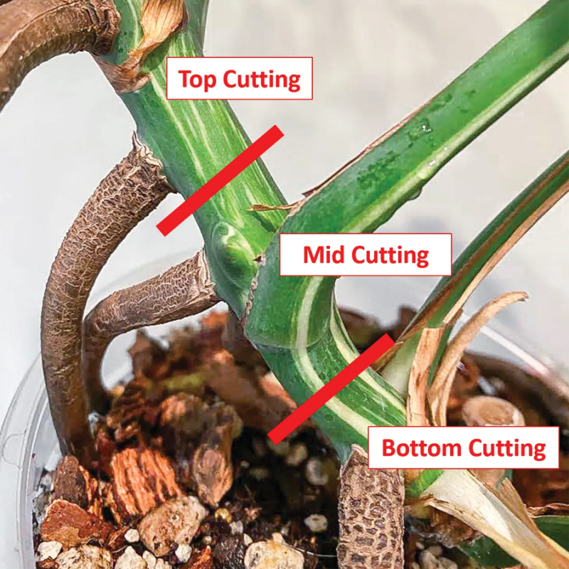 Cách trồng cây Monstera và tạo thành cây con