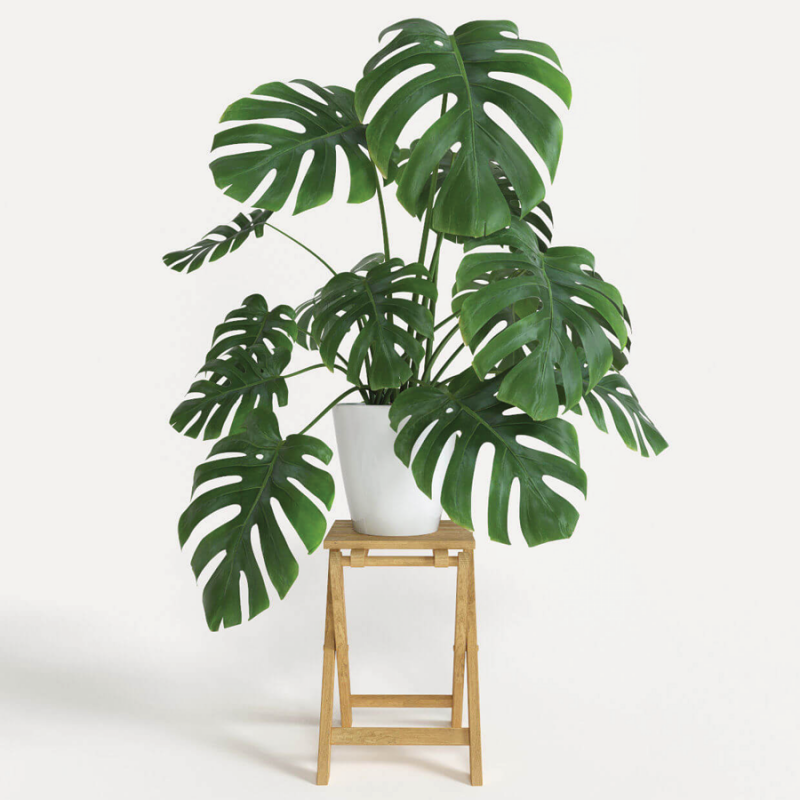 Cây Monstera trưởng thành