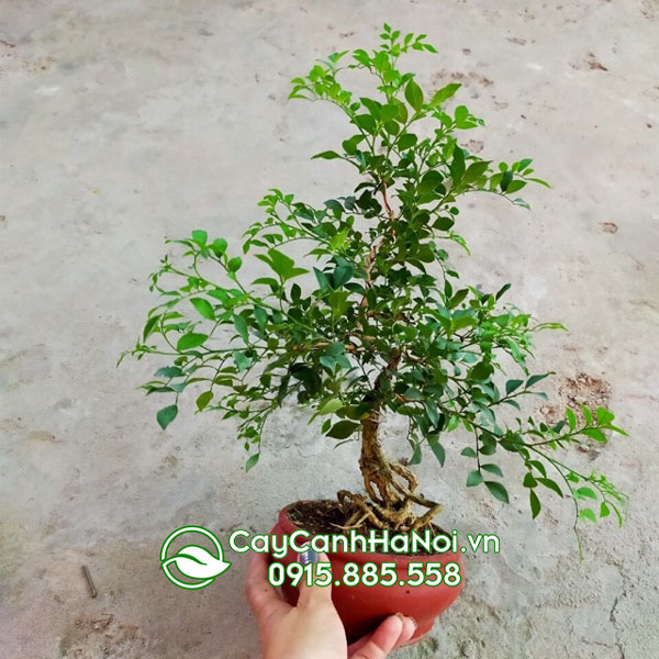 Cách chăm cây nguyệt quế bonsai đẹp