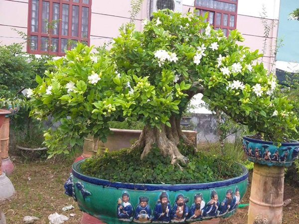 Chậu nguyệt quế bonsai