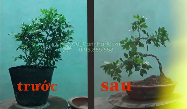 Cắt tỉa tạo dáng cây nguyệt quế đẹp