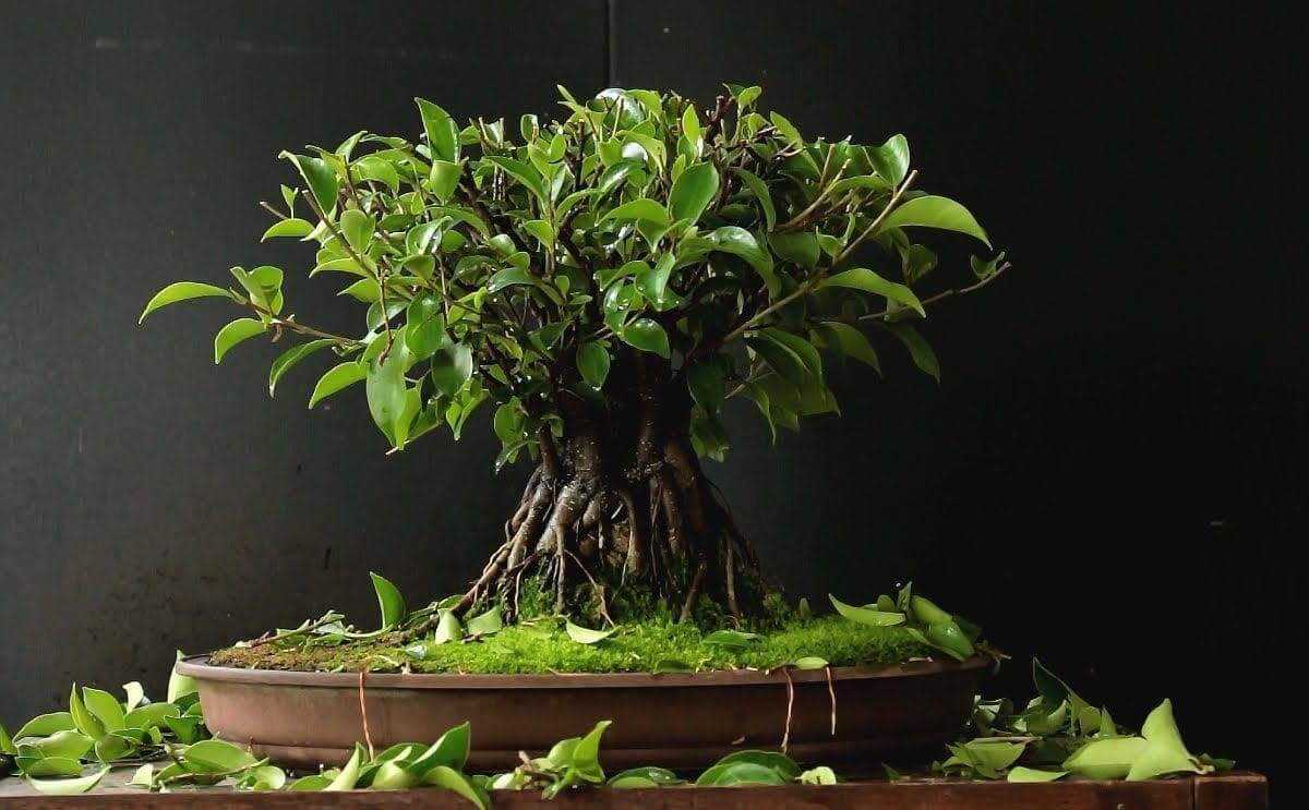 top-10-the-cay-sung-bonsai-dep-nhat