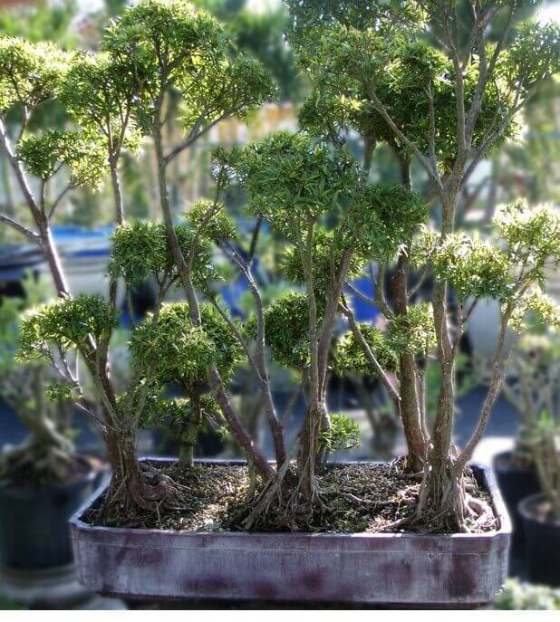 top-10-the-cay-sung-bonsai-dep-nhat