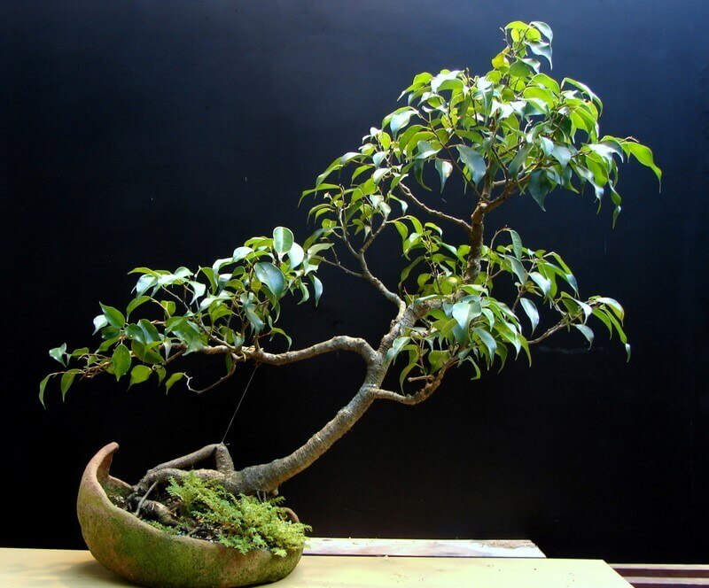 top-10-the-cay-sung-bonsai-dep-nhat