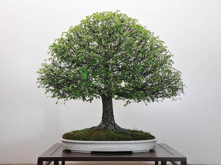 top-10-the-cay-sung-bonsai-dep-nhat