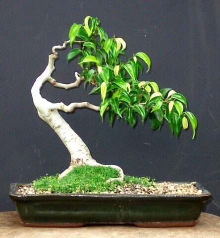 top-10-the-cay-sung-bonsai-dep-nhat