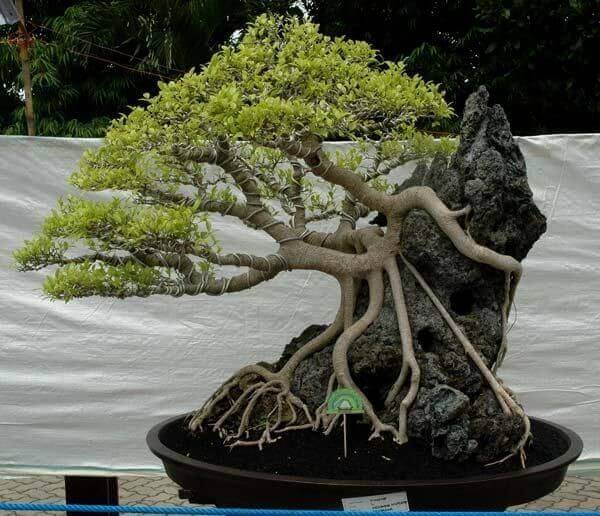 top-10-the-cay-sung-bonsai-dep-nhat