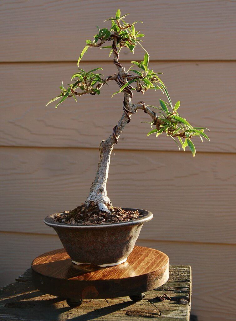 top-10-the-cay-sung-bonsai-dep-nhat