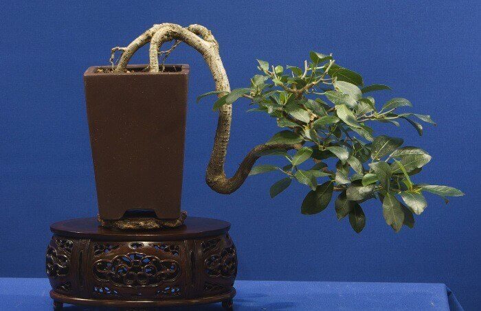 top-10-the-cay-sung-bonsai-dep-nhat