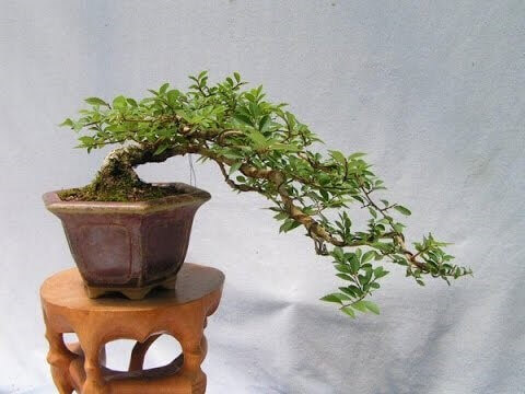 top-10-the-cay-sung-bonsai-dep-nhat