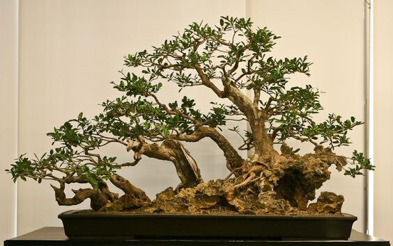 top-10-the-cay-sung-bonsai-dep-nhat