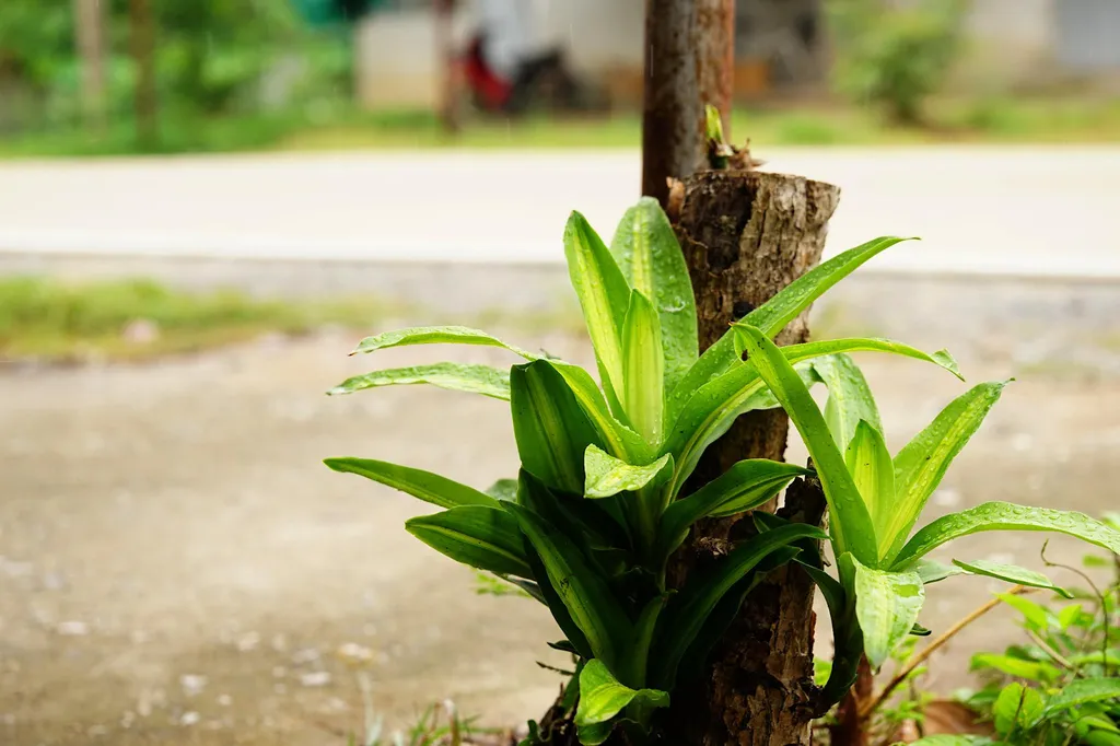 Chỉ với một cành thiết mộc lan cắm xuống đất có thể phát triển thành một cây cao to lớn