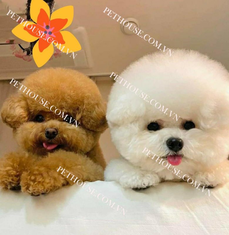 Chó Poodle ( nguồn sưu tầm )