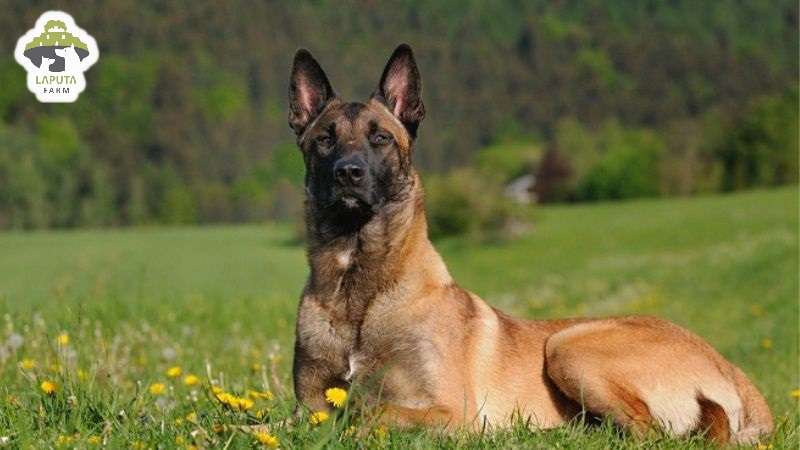 Nguồn gốc chó Malinois