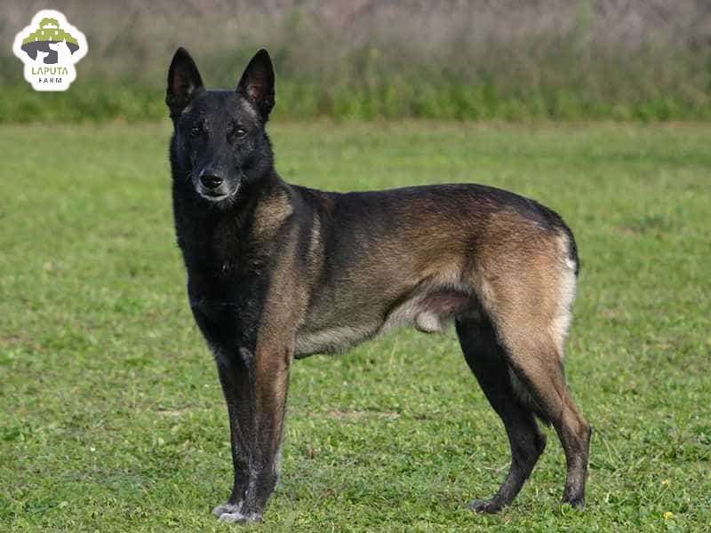 Đặc điểm tính cách của chó Malinois