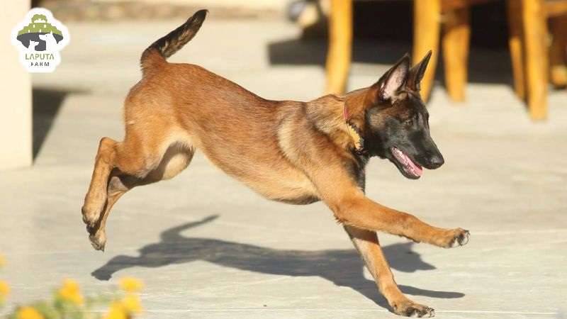 Vệ sinh chó Malinois