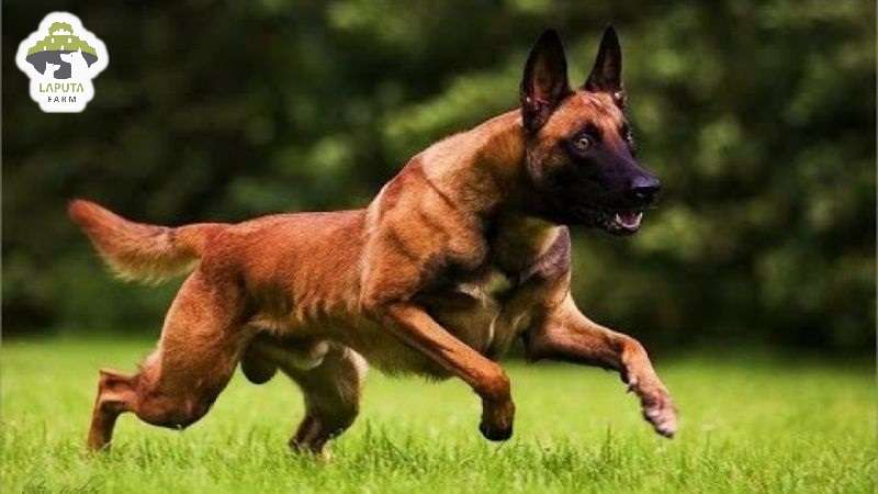 Chế độ vận động của chó Malinois