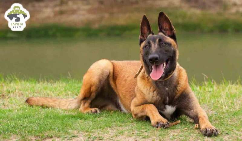 Chó Malinois