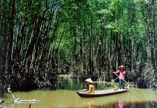 Rừng Đước Năm Căn Cà Mau