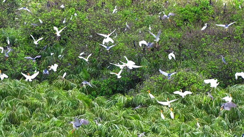 Sân chim Ngọc Hiển Cà Mau