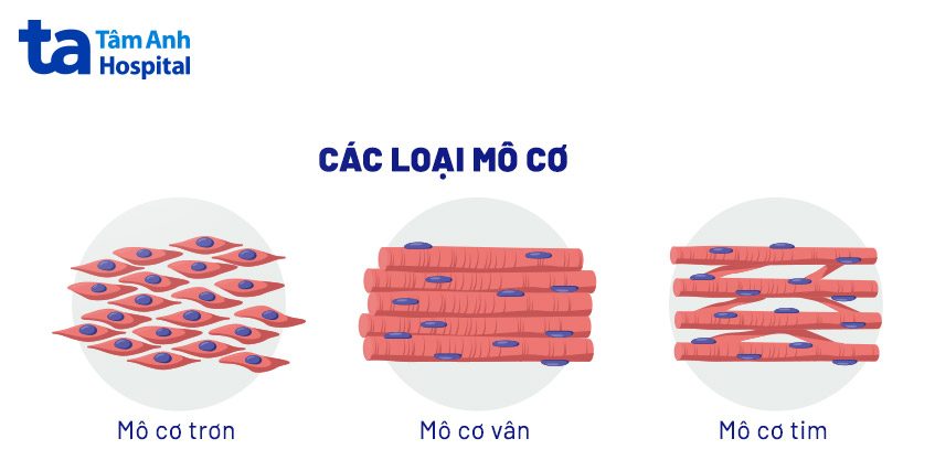 các loại mô cơ trong cơ thể