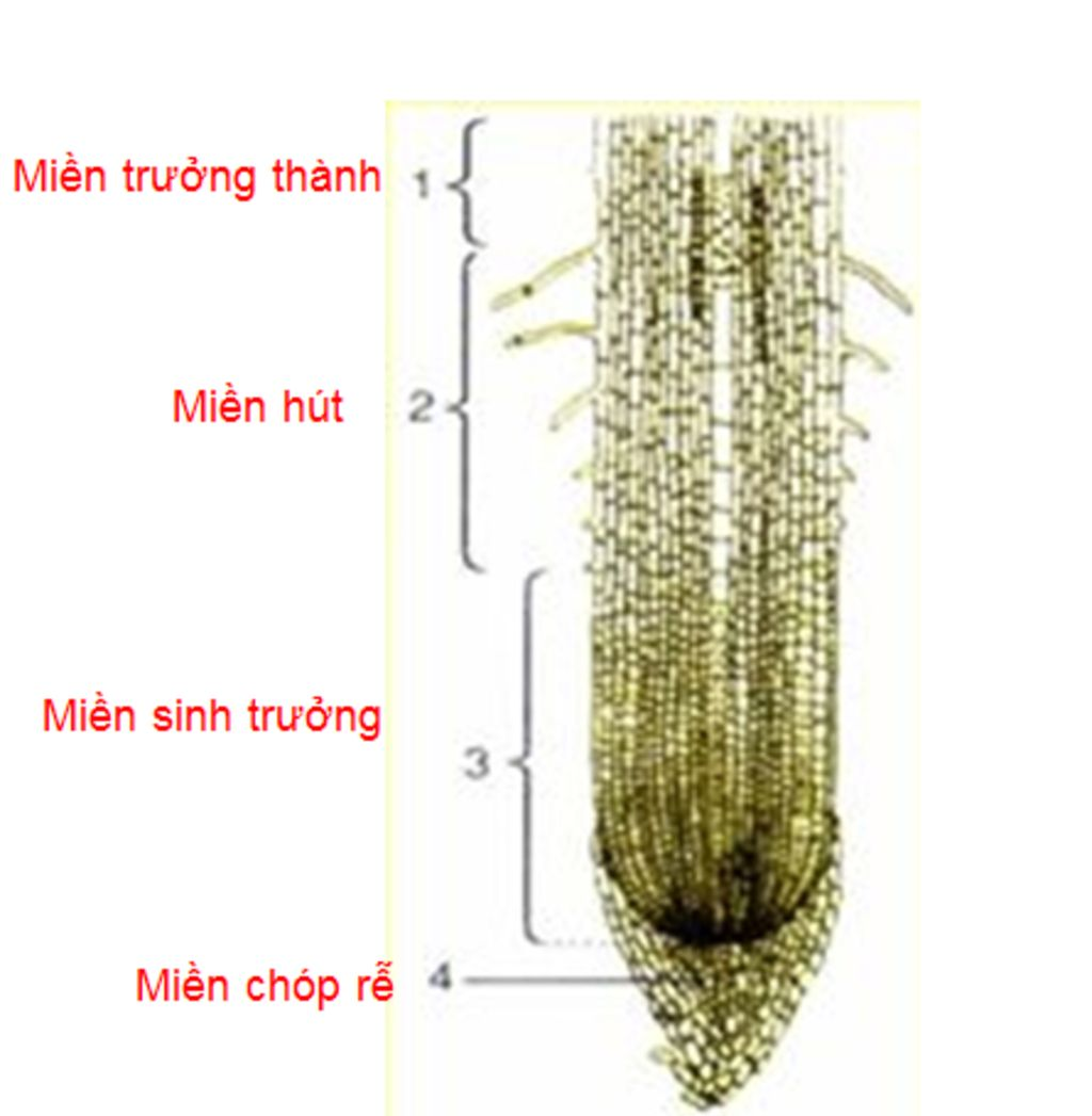 Cấu tạo cơ bản của rễ - sự hấp thụ nước và muối khoáng ở rễ cây