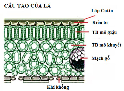 Cấu tạo của lá - thoát hơi nước ở thực vật