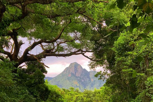 Yakushima có khí hậu cận nhiệt đới với lượng mưa rất lớn