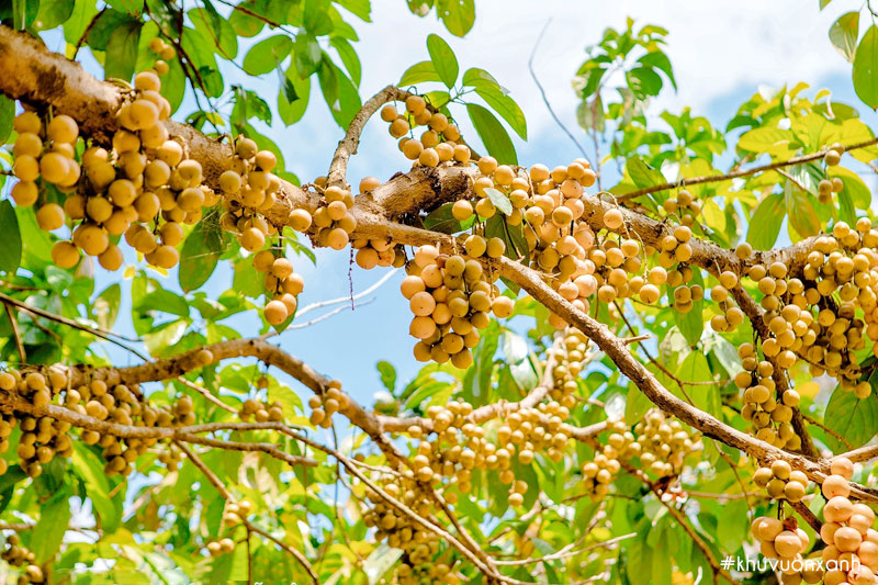 Mùa bòn bon vào tháng 4 đến tháng 8 âm lịch hàng năm