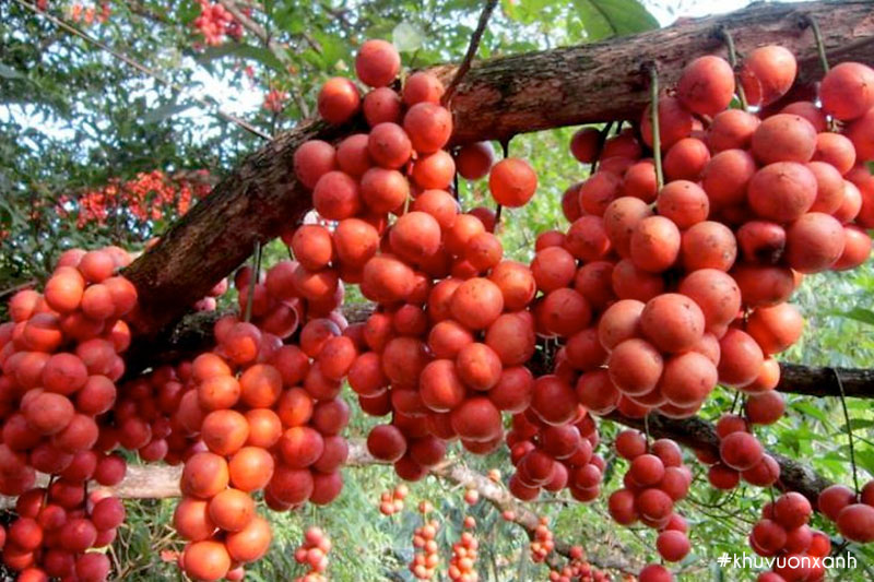 Quả Bòn bon đỏ