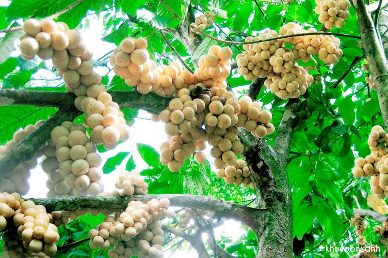 Cây bòn bon có tên khoa học là Lansium domesticum