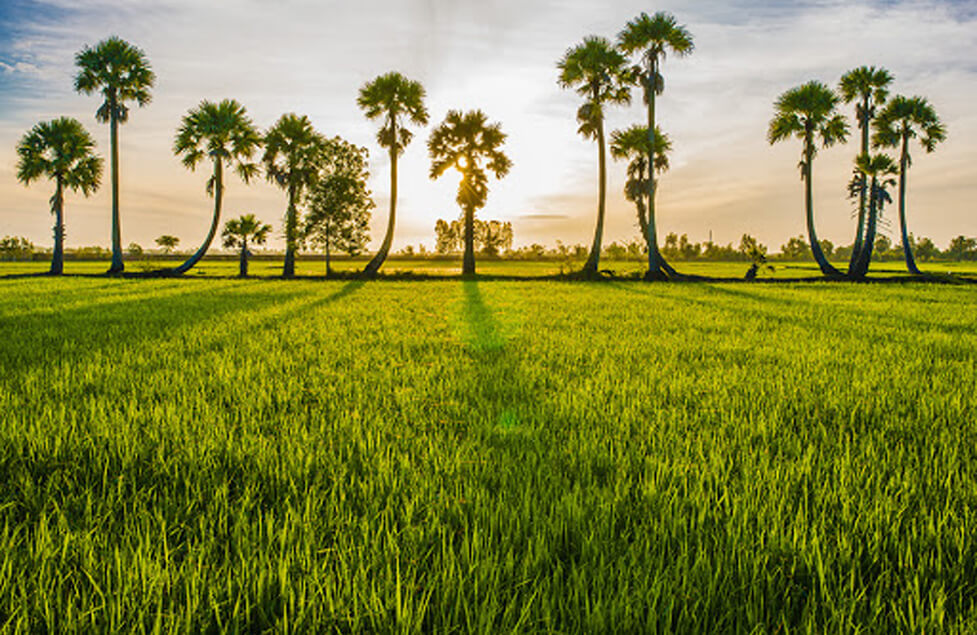 [2021] Top 12 Địa điểm Ăn chơi, Du lịch khi đến Long Xuyên | An Giang