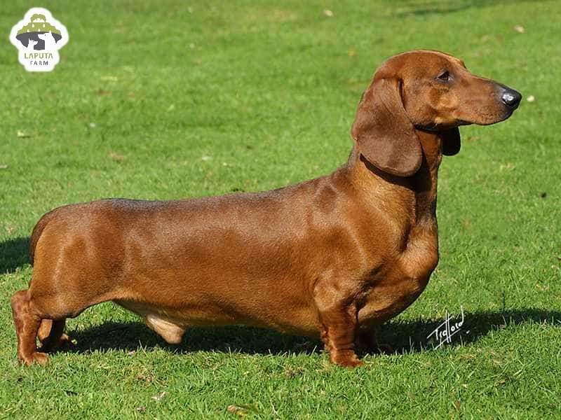 Đặc điểm ngoại hình của chó Dachshund