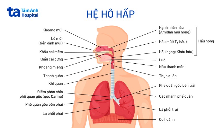 Hình ảnh hệ hô hấp con người