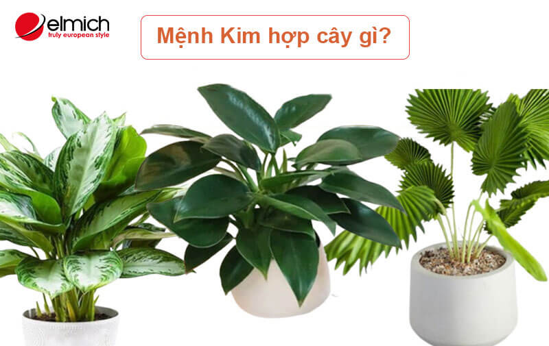 Hình 2: Mệnh Kim hợp cây gì?