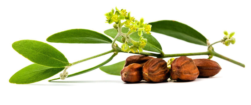 Cây jojoba được biết đến với tên khoa học là Simmondsia chinensis