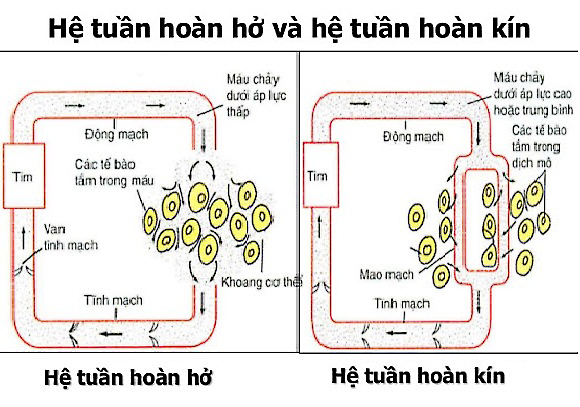 Phân biệt hệ tuần hoàn kín và hệ tuần hoàn hở - tuần hoàn máu sinh 11